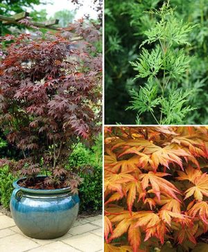 Acer Palmatum Collection