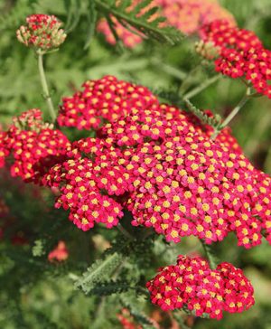 Achillea millefolium Paprika