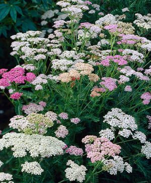 Achillea x millefolium Colorado