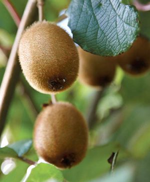 Actinidia deliciosa - Kiwi Fruit Jenny