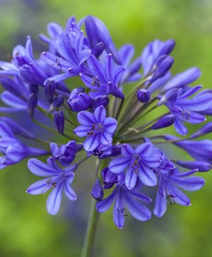 Agapanthus Blue (African Lily)