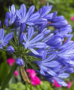 Agapanthus Charlotte