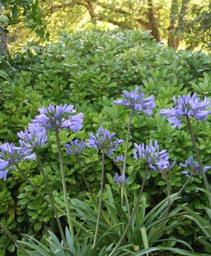 Agapanthus Pitchoune Scarery Blue