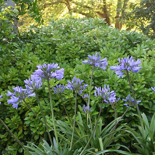 Agapanthus Pitchoune Scarery Blue