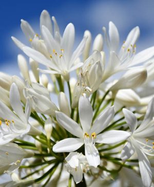 Agapanthus Pitchoune White