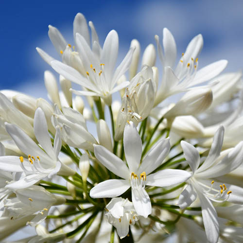 Agapanthus Pitchoune White