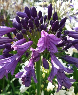 Agapanthus Poppin Purple