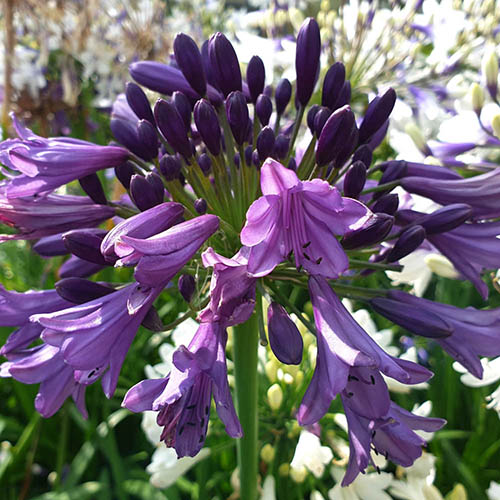 Agapanthus Poppin Purple