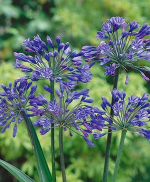 Agapanthus africanus Blue