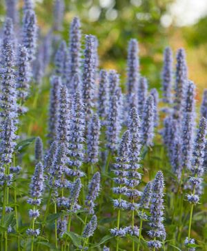 Agastache Blue Fortune
