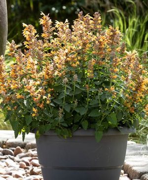 Agastache hybrida Apadana Orange