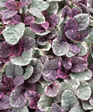 Ajuga Burgundy Glow