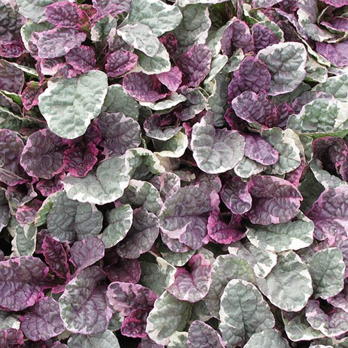 Ajuga Burgundy Glow