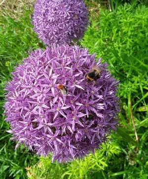 Allium Christophii