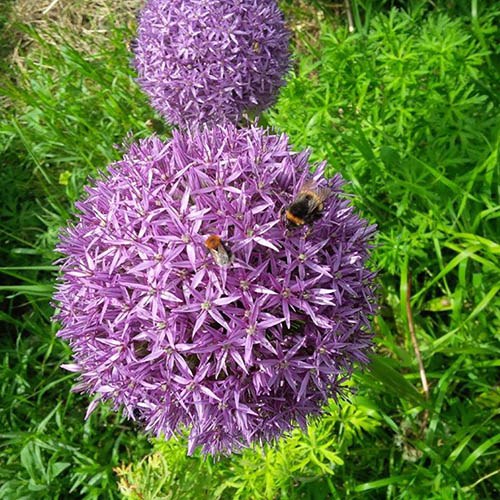 Allium Christophii