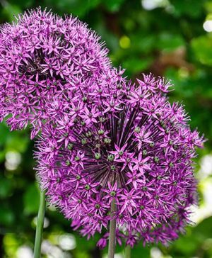 Allium Mars