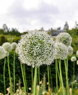 Allium Mount Everest