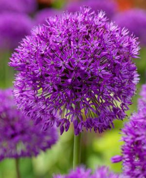 Allium Purple Sensation