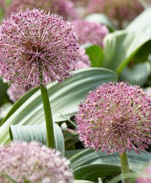 Allium Red Giant