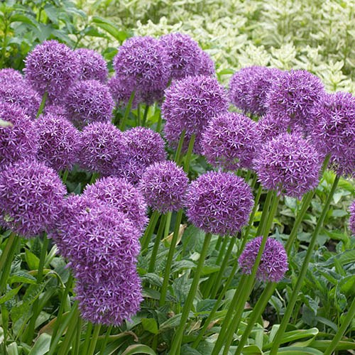 Allium Violet Beauty