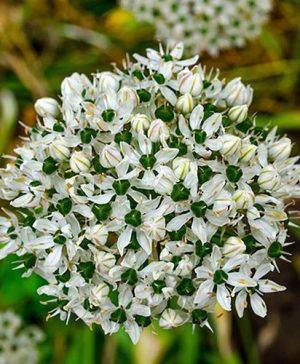 Allium nigrum