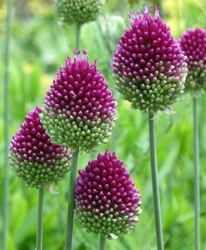 Allium sphaerocephalon Drumsticks