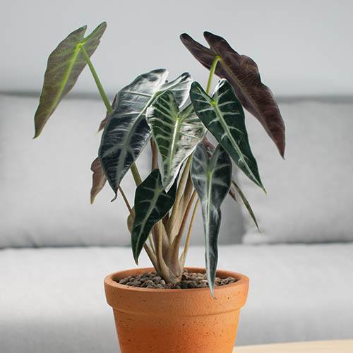 Alocasia Bambino Arrow