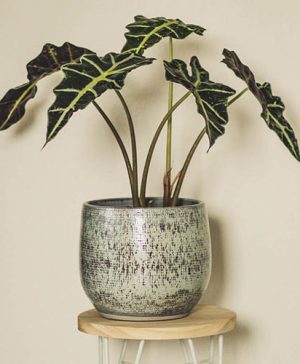 Alocasia Polly