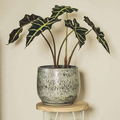Alocasia Polly