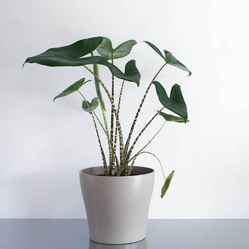 Alocasia Zebrina