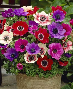 Anemone De Caen Mix