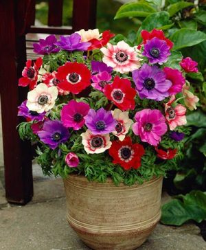 Anemone De Caen Mix 75 bulbs