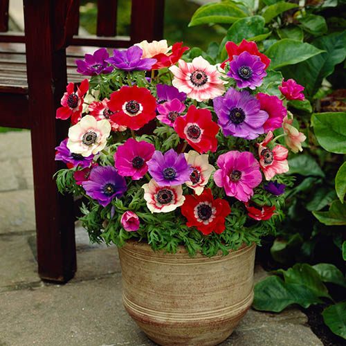 Anemone De Caen Mix 75 bulbs