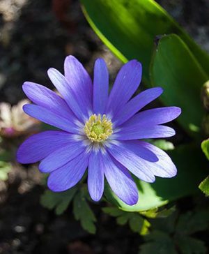 Anemone blanda Blue Shades