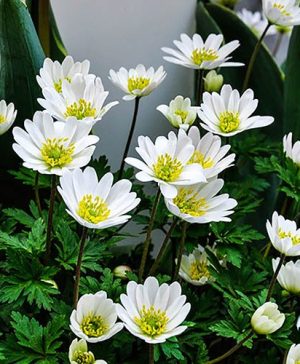 Anemone blanda White Splendour