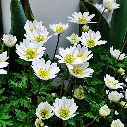Anemone blanda White Splendour
