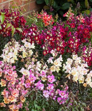 Antirrhinum Antiquity Mixed