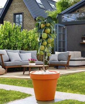 Apple Bolero Columnar