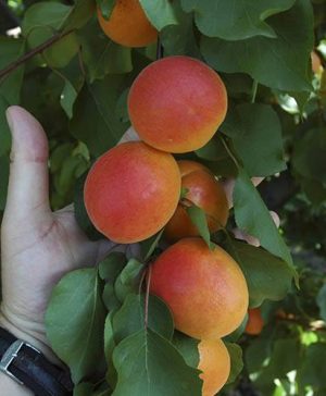 Apricot Tomcot tree bare root