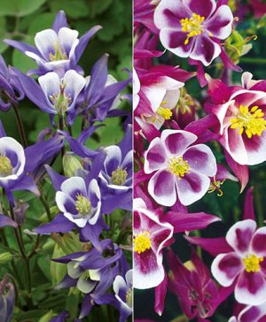 Aquilegia vulgaris Wink Collection
