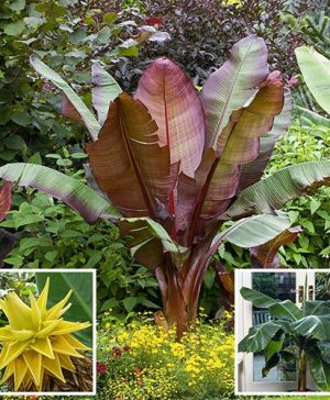 Architectural Banana Plant Collection