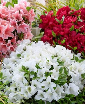 Azalea Encore Collection