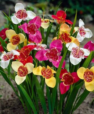 Aztec Lily Tigridia pavonia Mixed