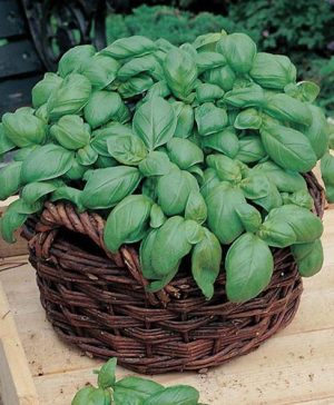 Basil Sweet Seeds