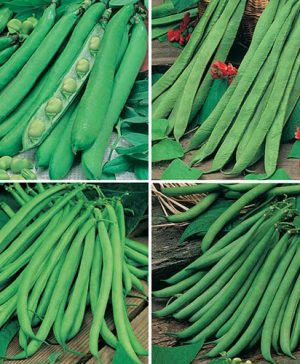 Bean Seed Collection