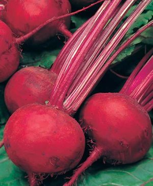 Beetroot Boltardy Seeds