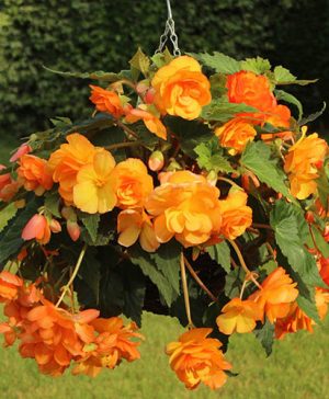 Begonia Apricot Sparkle