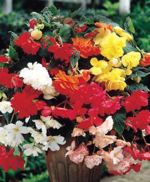 Begonia Double Colour Cascade