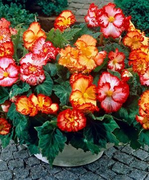 Begonia Marginata Mix