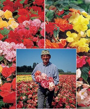 Belgian Giant Begonias - 10 Upright and 10 Trailers